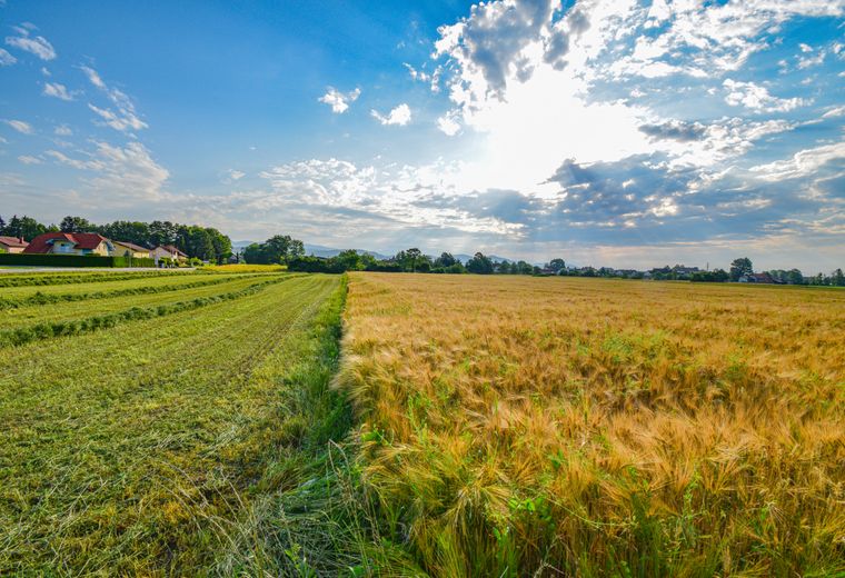 Miežu lauks blakus nopļautai zālājam vasaras dienā